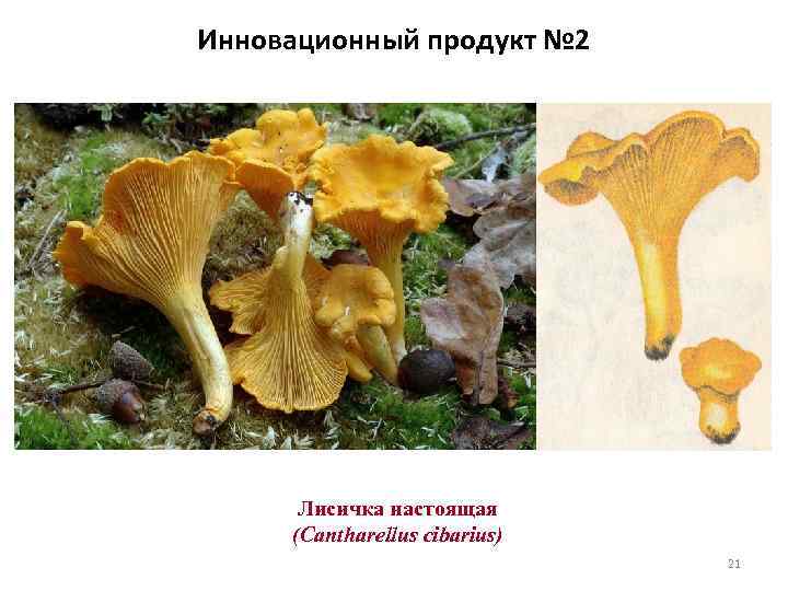 Инновационный продукт № 2 Лисичка настоящая (Cantharellus cibarius) 21 