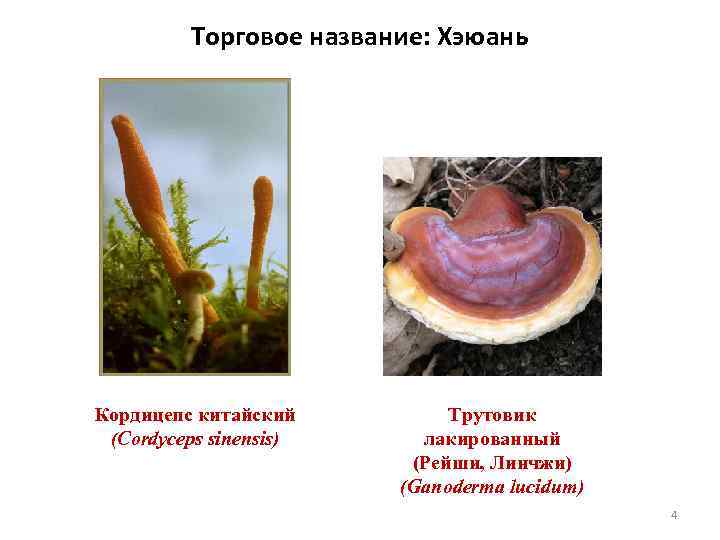 Торговое название: Хэюань Кордицепс китайский (Cordyceps sinensis) Трутовик лакированный (Рейши, Линчжи) (Ganoderma lucidum) 4