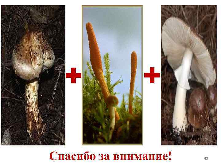 + + Спасибо за внимание! 40 