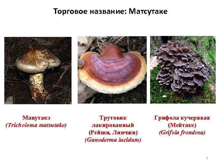 Торговое название: Матсутаке Мацутакэ (Tricholoma matsutake) Трутовик лакированный (Рейши, Линчжи) (Ganoderma lucidum) Грифола кучерявая