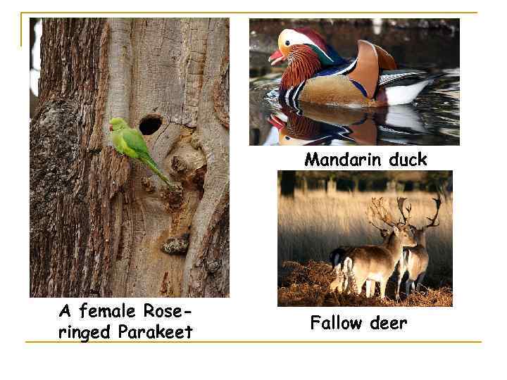 Mandarin duck A female Roseringed Parakeet Fallow deer 