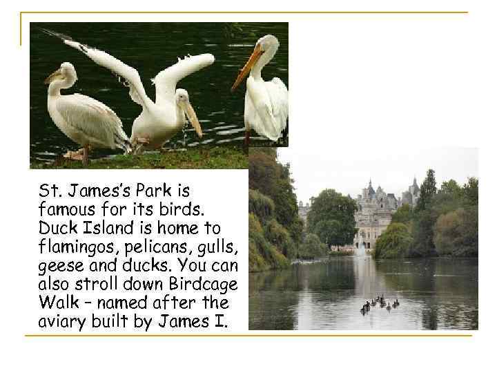 St. James’s Park is famous for its birds. Duck Island is home to flamingos,