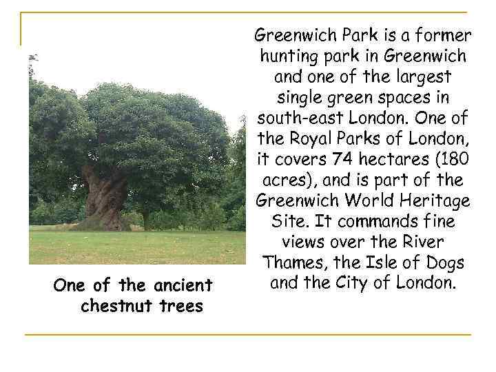 One of the ancient chestnut trees Greenwich Park is a former hunting park in