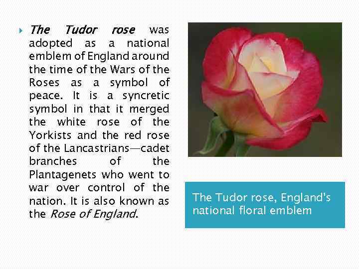  The Tudor rose was adopted as a national emblem of England around the