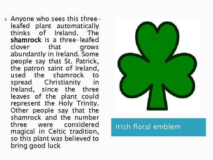  Anyone who sees this threeleafed plant automatically thinks of Ireland. The shamrock is
