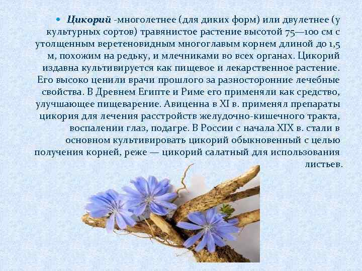  Цикорий -многолетнее (для диких форм) или двулетнее (у Цикорий культурных сортов) травянистое растение