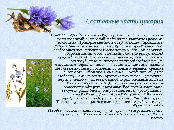 Составные части цикория Стебель один (или несколько), вертикальный, растопыренноразветвленный, шершавый, ребристый, покрытый редкими волосками.
