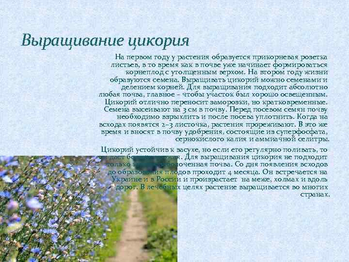 Выращивание цикория На первом году у растения образуется прикорневая розетка листьев, в то время