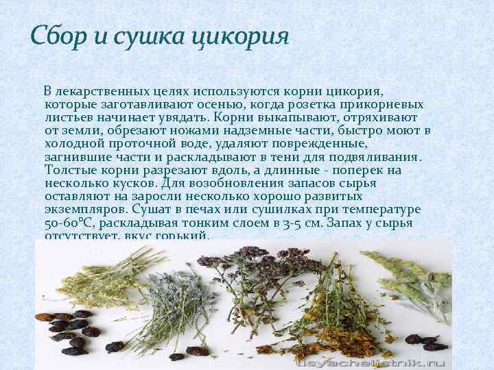 Сбор и сушка цикория В лекарственных целях используются корни цикория, которые заготавливают осенью, когда