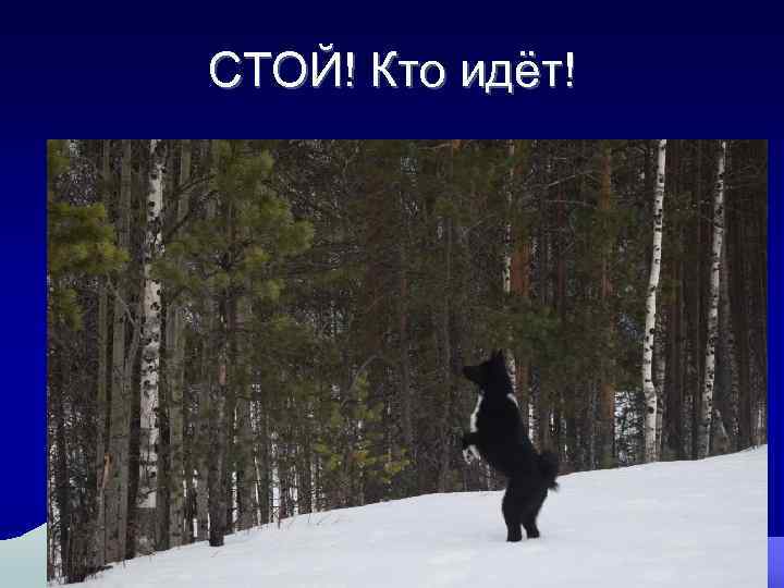 СТОЙ! Кто идёт! 