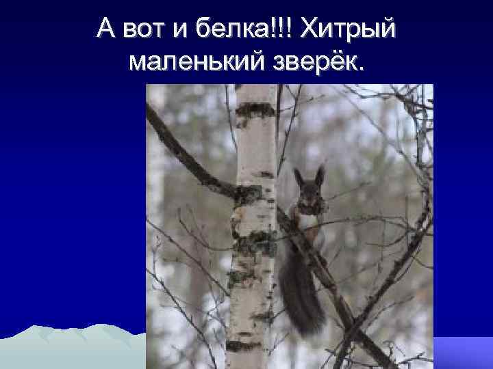 А вот и белка!!! Хитрый маленький зверёк. 