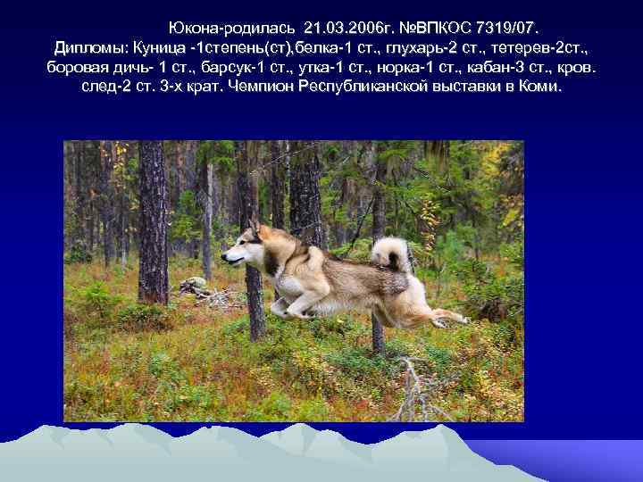 Юкона-родилась 21. 03. 2006 г. №ВПКОС 7319/07. Дипломы: Куница -1 степень(ст), белка-1 ст. ,