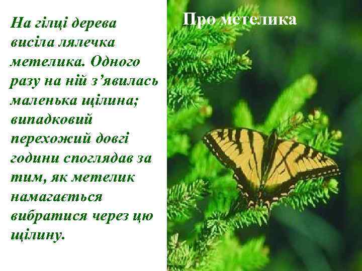 На гілці дерева висіла лялечка метелика. Одного разу на ній з’явилась маленька щілина; випадковий