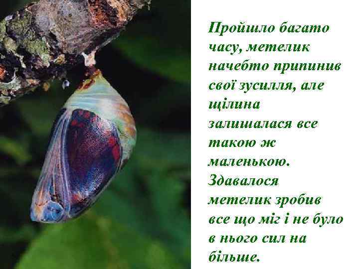 Пройшло багато часу, метелик начебто припинив свої зусилля, але щілина залишалася все такою ж