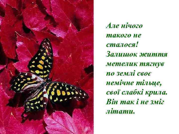 Але нічого такого не сталося! Залишок життя метелик тягнув по землі своє немічне тільце,