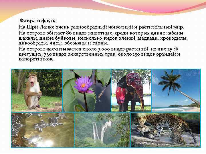 Флора и фауна На Шри-Ланке очень разнообразный животный и растительный мир. На острове обитает