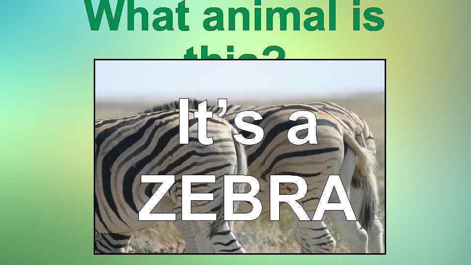 What animal is this? It’s a ZEBRA 