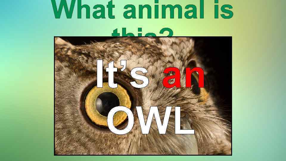 What animal is this? It’s an OWL 