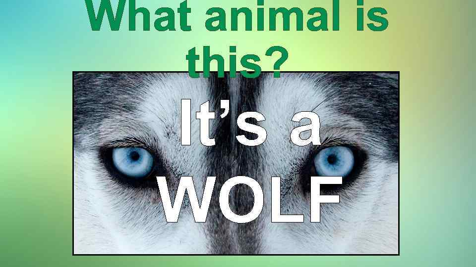 What animal is this? It’s a WOLF 