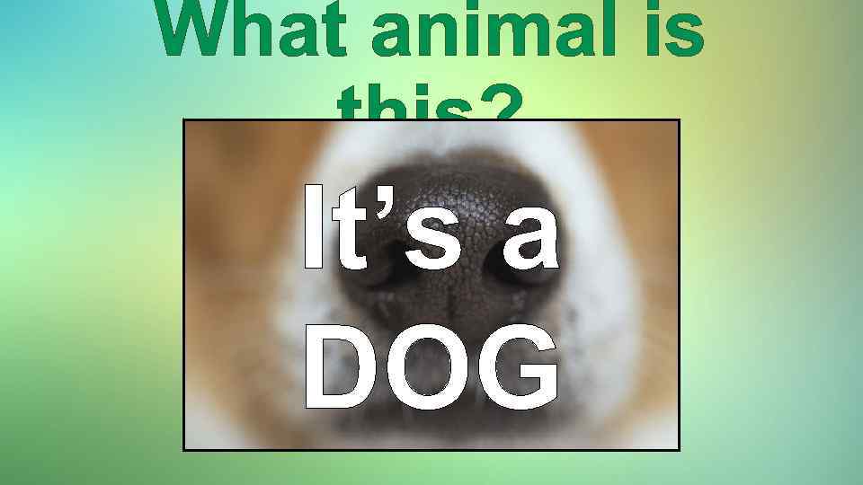 What animal is this? It’s a DOG 