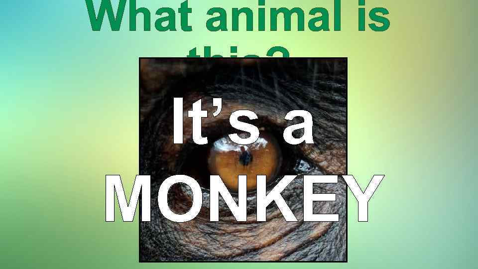 What animal is this? It’s a MONKEY 
