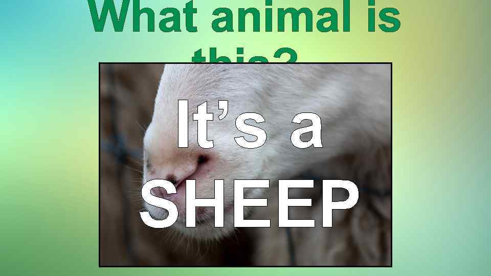 What animal is this? It’s a SHEEP 