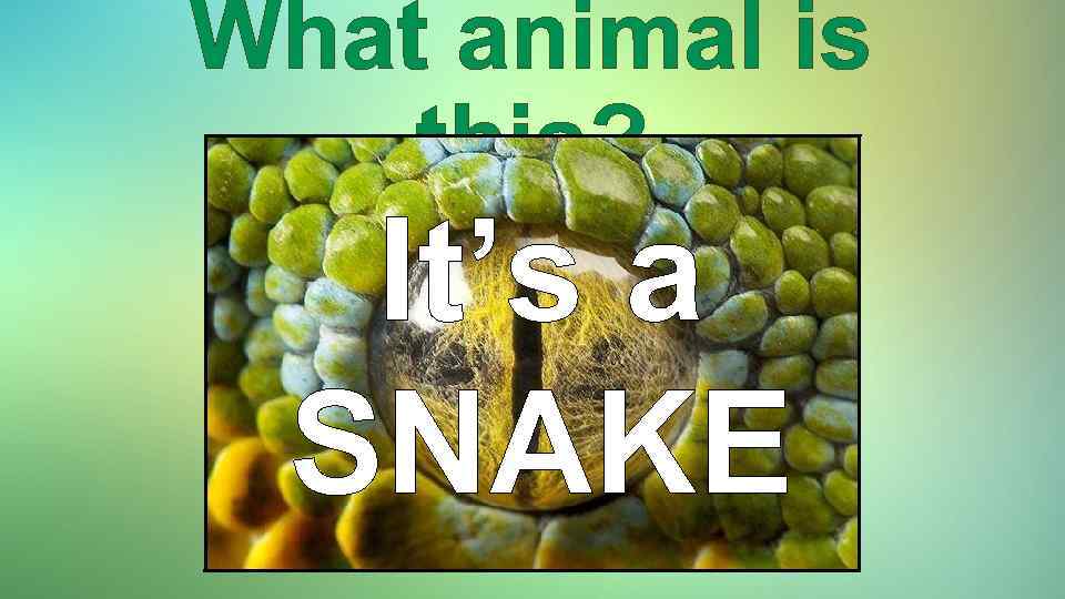 What animal is this? It’s a SNAKE 