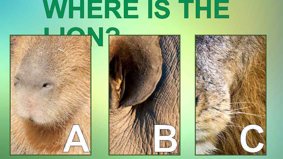 WHERE IS THE LION? A B C 