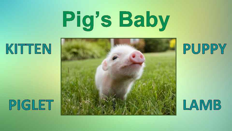 Pig’s Baby KITTEN PUPPY PIGLET LAMB 
