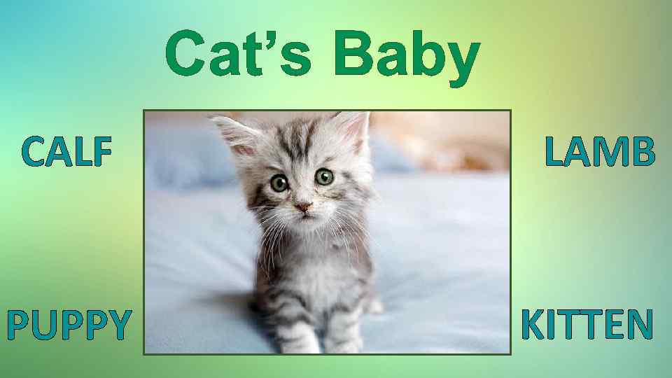 Cat’s Baby CALF LAMB PUPPY KITTEN 