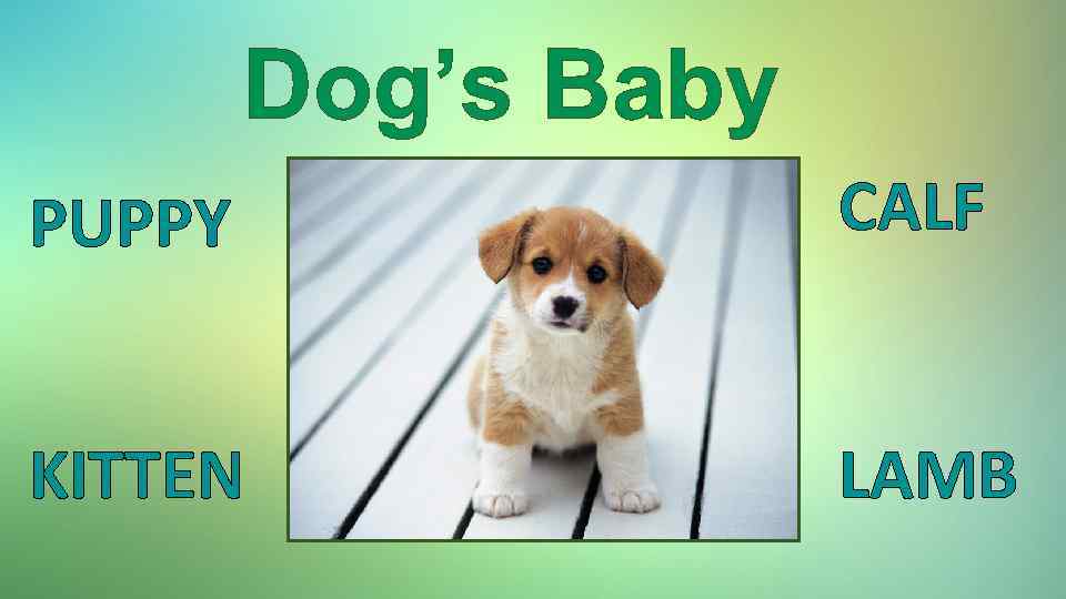 Dog’s Baby PUPPY CALF KITTEN LAMB 