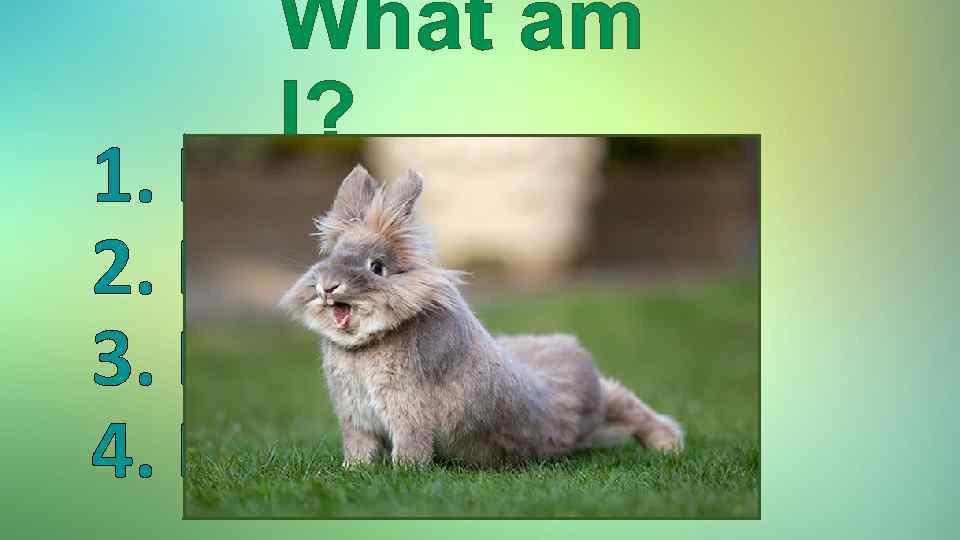 What am I? 1. I am very cute. 2. I can jump. 3. I