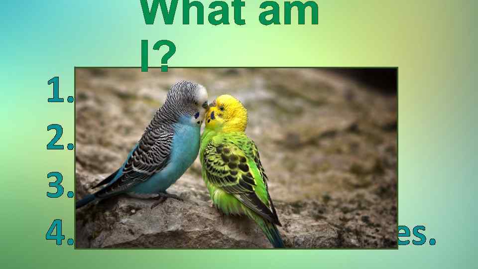 What am I? 1. I am a bird. 2. I can fly. 3. I