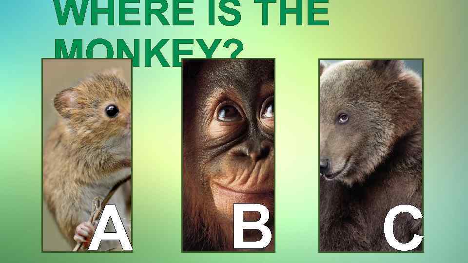 WHERE IS THE MONKEY? A B C 