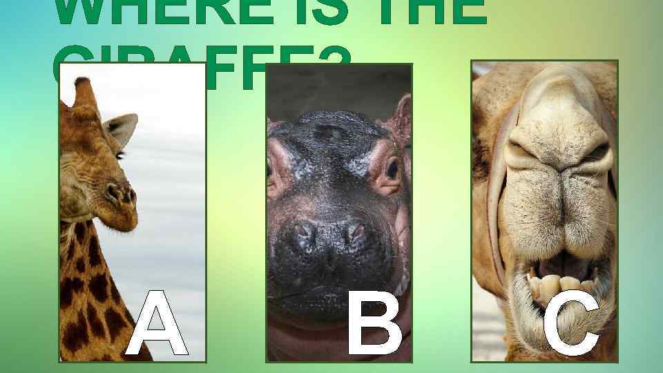 WHERE IS THE GIRAFFE? A B C 
