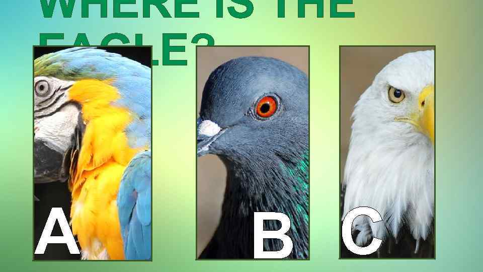 WHERE IS THE EAGLE? A B C 