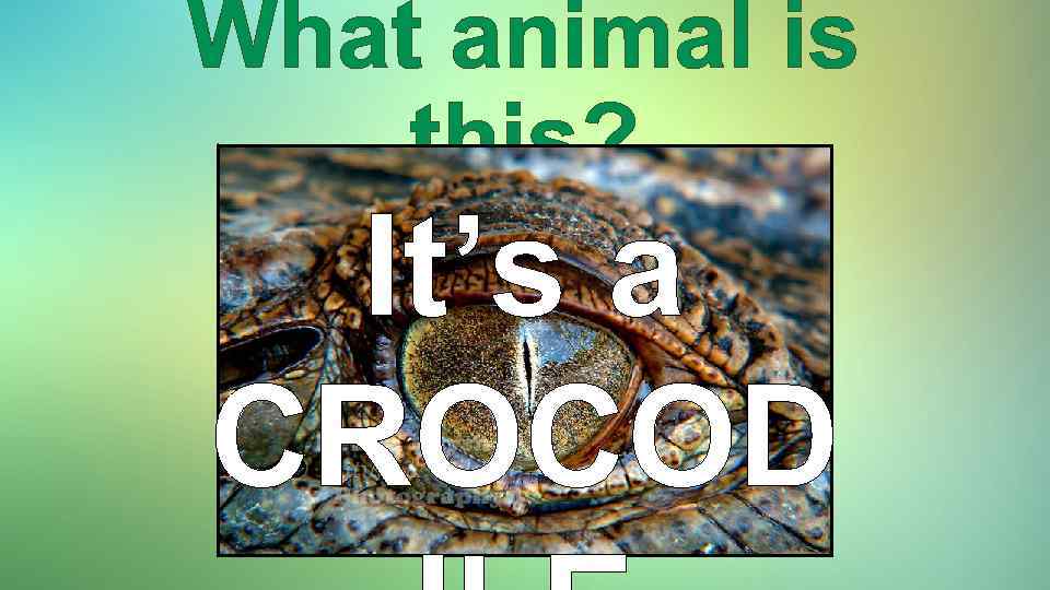 What animal is this? It’s a CROCOD 