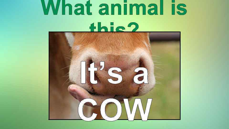 What animal is this? It’s a COW 