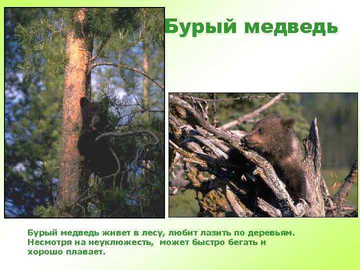 Бурый медведь живет в лесу, любит лазить по деревьям. Несмотря на неуклюжесть, может быстро