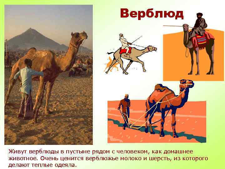 Верблюд Живут верблюды в пустыне рядом с человеком, как домашнее животное. Очень ценится верблюжье