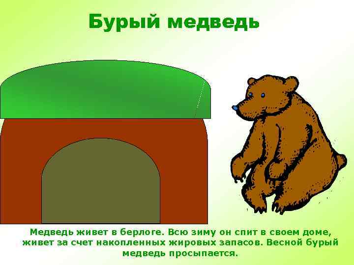 Бурый медведь Медведь живет в берлоге. Всю зиму он спит в своем доме, живет