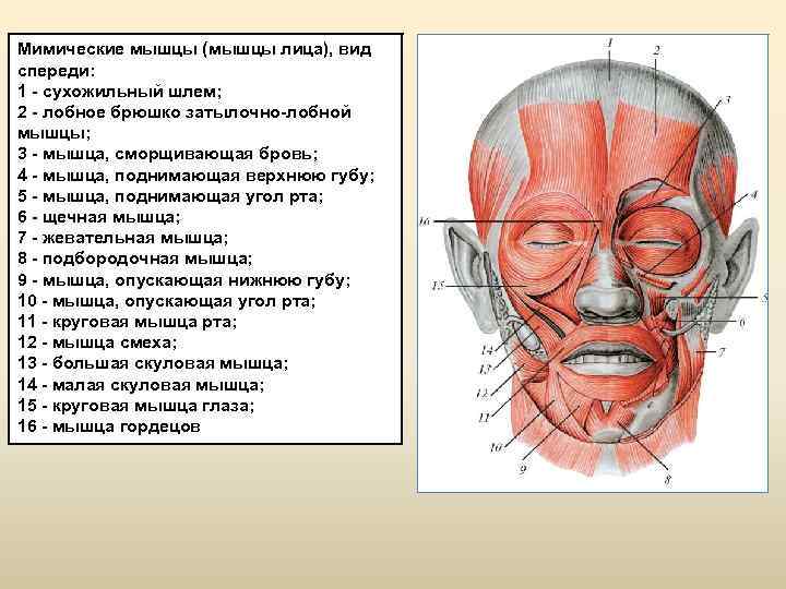 Мышцы на лице человека фото