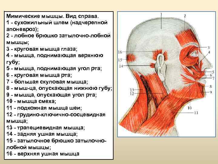 Функции мимических мышц. Апоневроз сухожильного шлема. Надчерепной апоневроз сухожильный шлем. Мимические мышцы Надчерепная. Лобное брюшко затылочно-лобной мышцы.