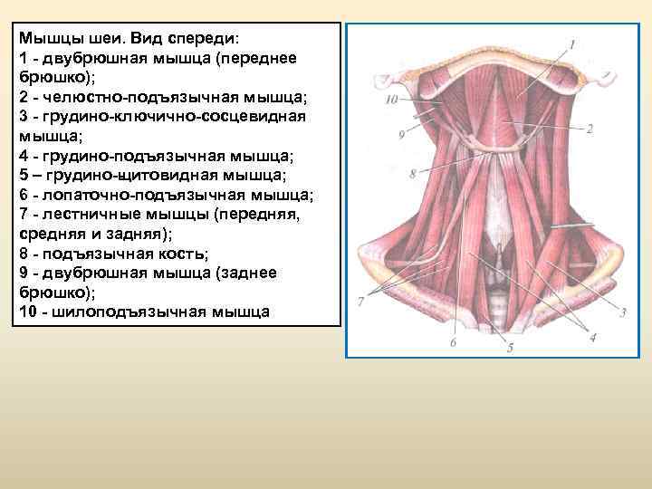 Мышцы шеи фото с описанием