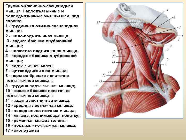 Грудино ключично сосцевидная мышца. Надподъязычные и подподъязычные мышцы шеи, вид справа: 1 грудино ключично