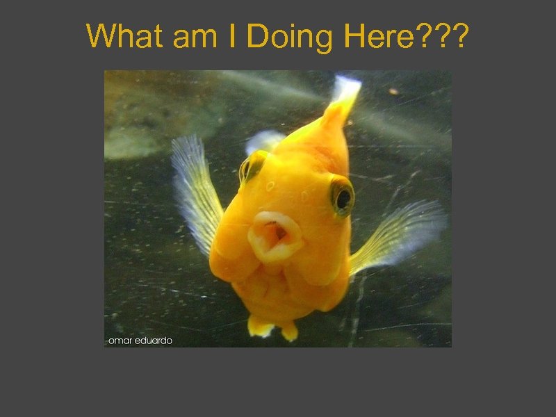 What am I Doing Here? ? ? 