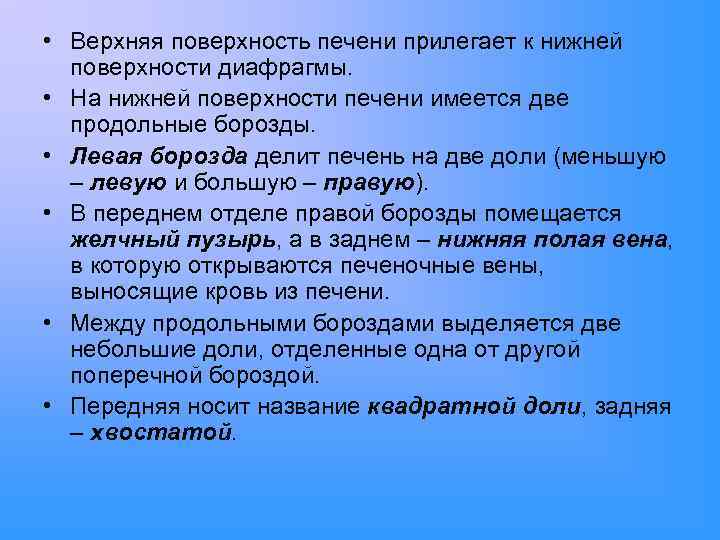  • Верхняя поверхность печени прилегает к нижней поверхности диафрагмы. • На нижней поверхности