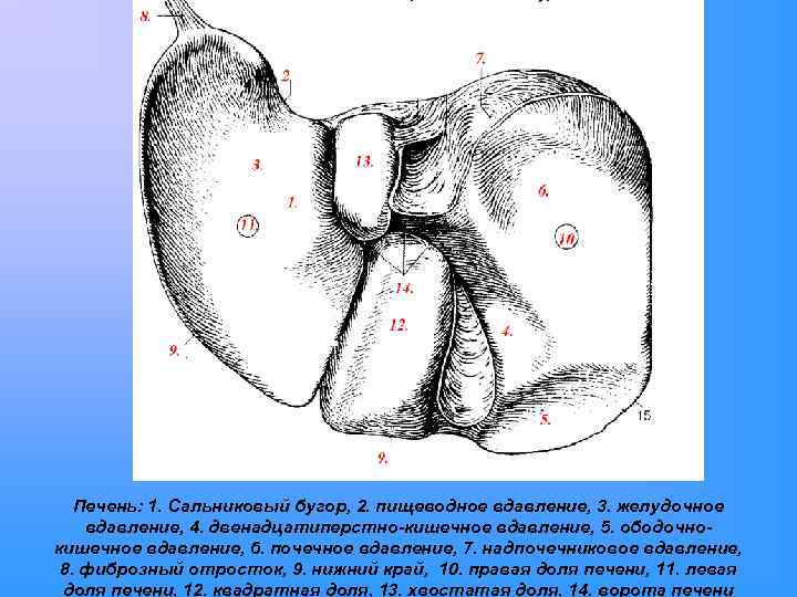 Рисунок пальцевых вдавлений усилен