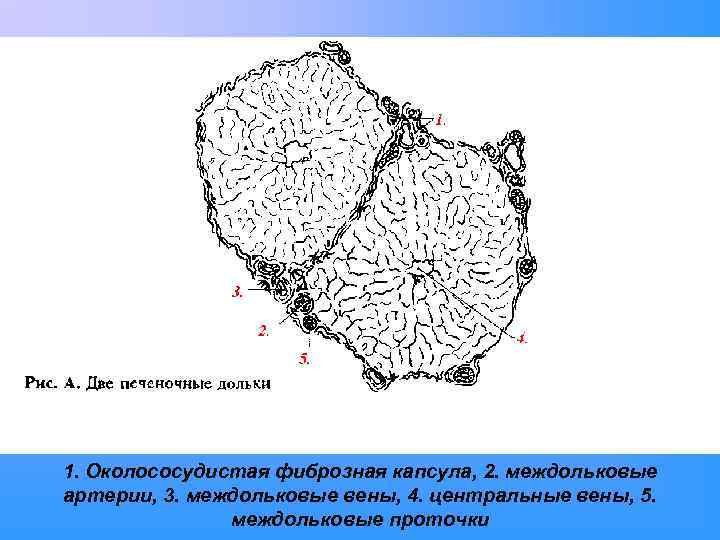 1. Околососудистая фиброзная капсула, 2. междольковые артерии, 3. междольковые вены, 4. центральные вены, 5.
