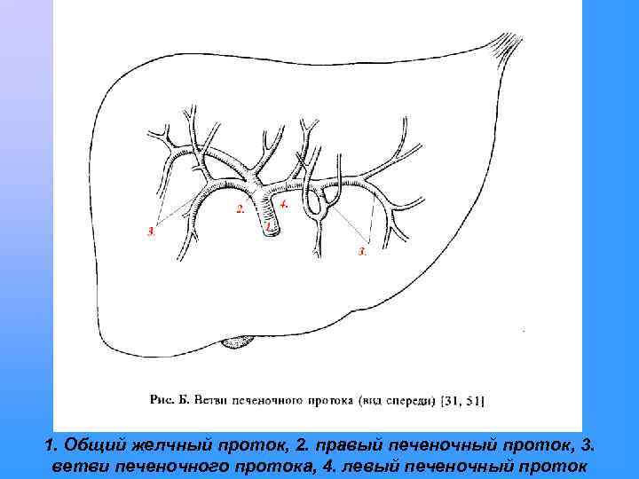 1. Общий желчный проток, 2. правый печеночный проток, 3. ветви печеночного протока, 4. левый